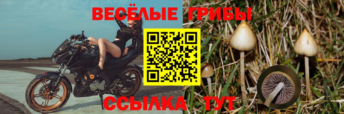 Котлас  Псилоцибиновые грибы Psilocybe  Галлюциногенные грибы прущие грибы  Вход с VPN 